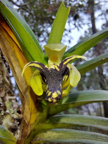 Vanda Cristata