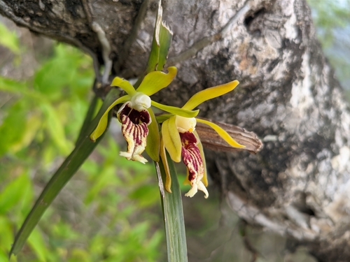 Vanda Cristata