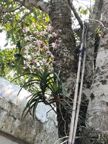 Vanda Lamellata