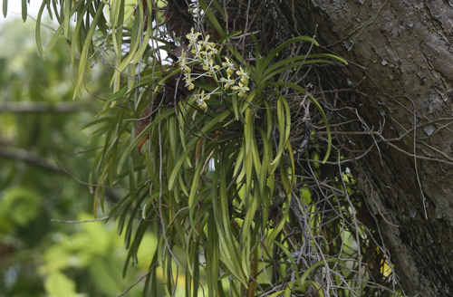Vanda Lamellata