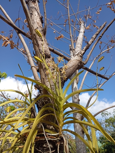 Vanda Lamellata