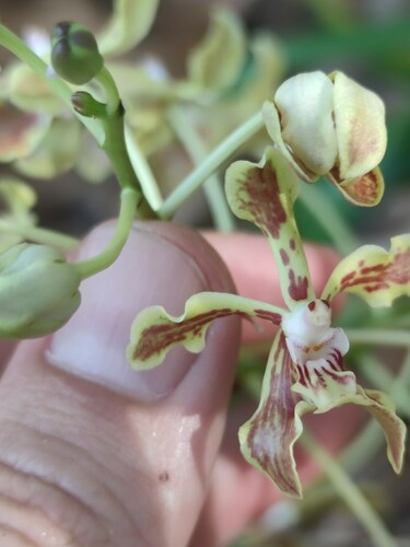 Vanda Lamellata