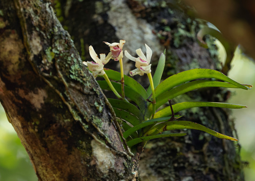 Vanda Pumila
