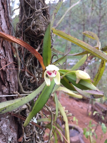 Vanda Pumila