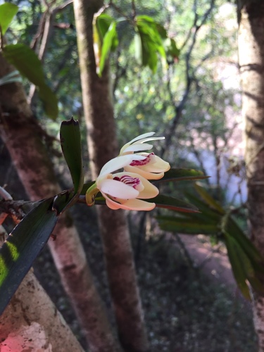 Vanda Pumila