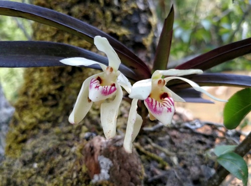 Vanda Pumila