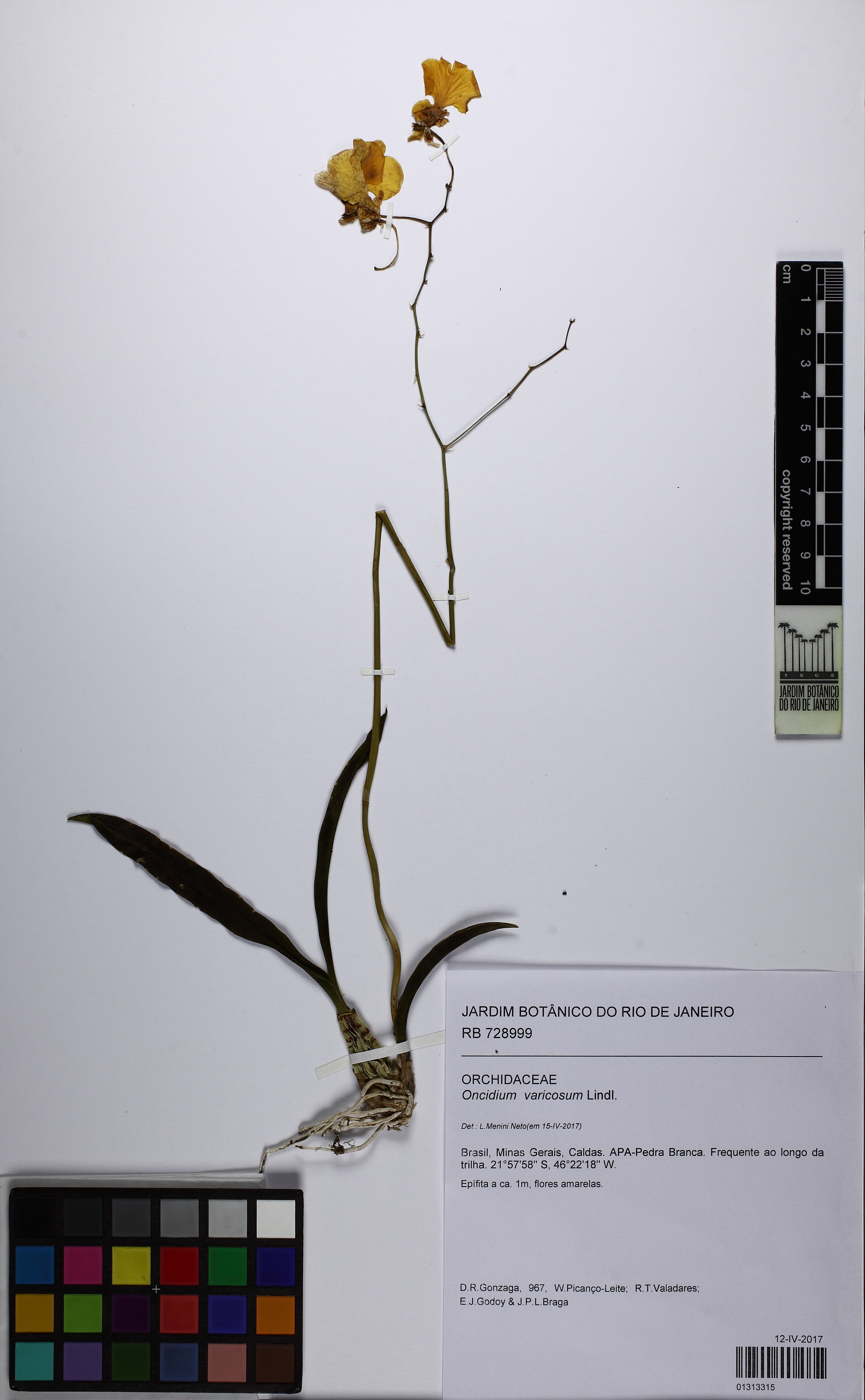 Oncidium Varicosum (Chuva de Ouro)