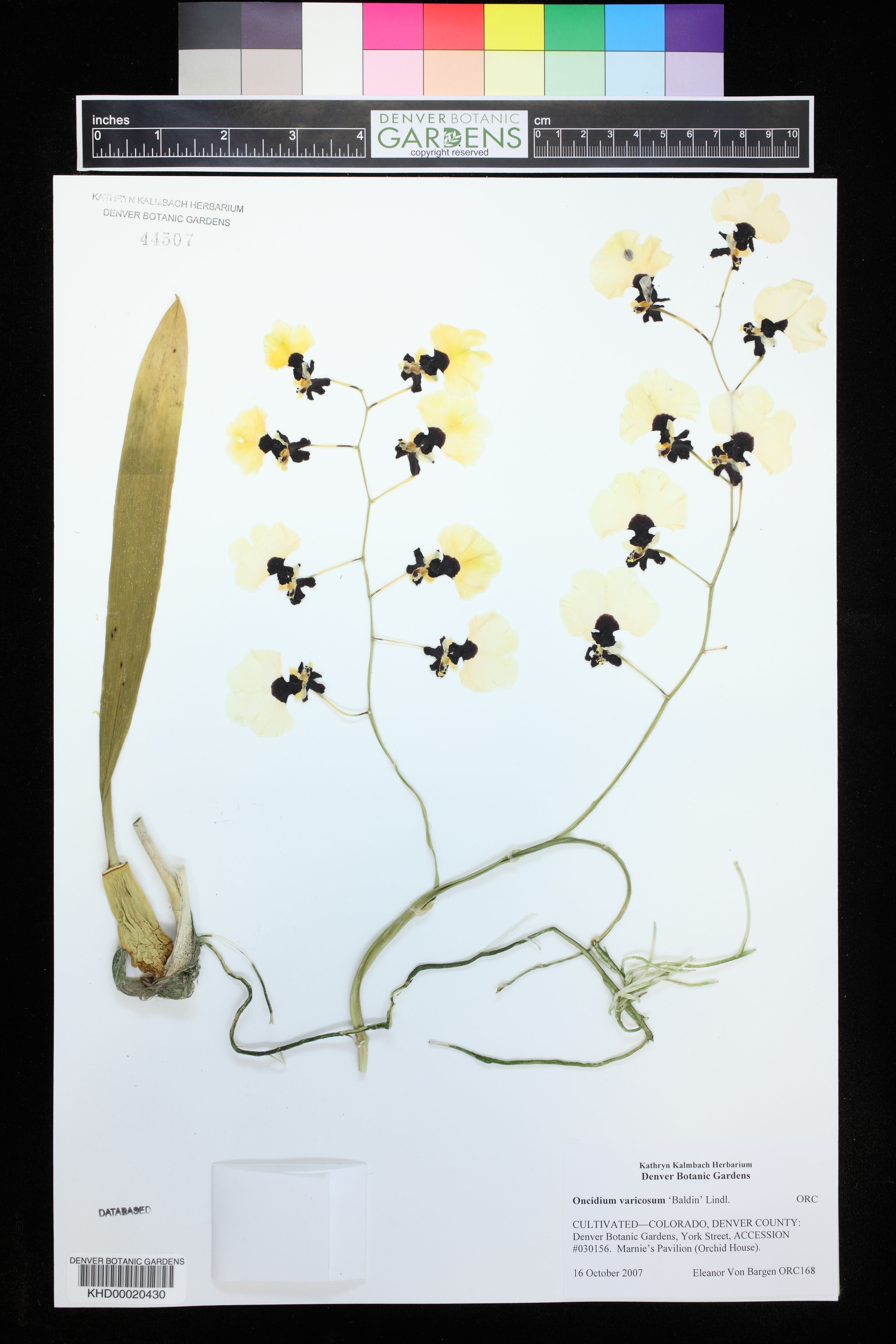 Oncidium Varicosum (Chuva de Ouro)
