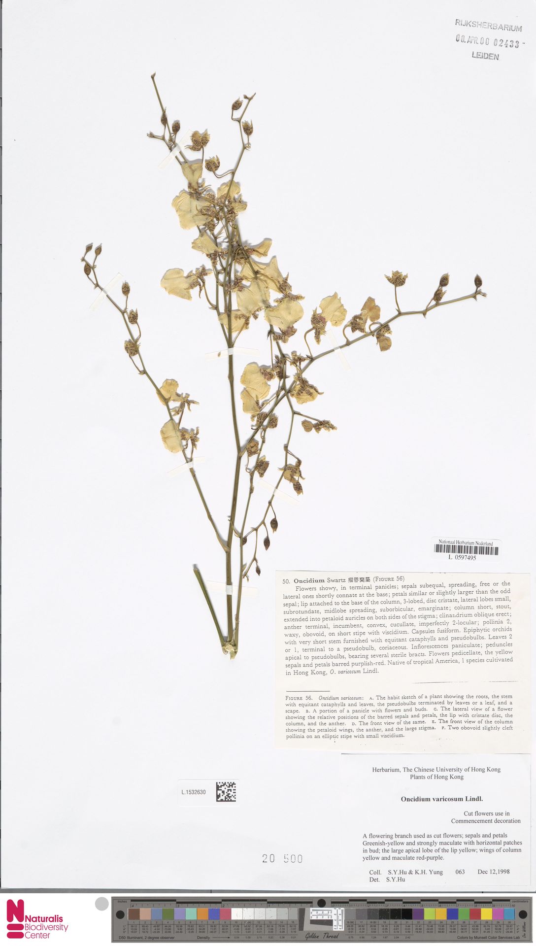 Oncidium Varicosum (Chuva de Ouro)