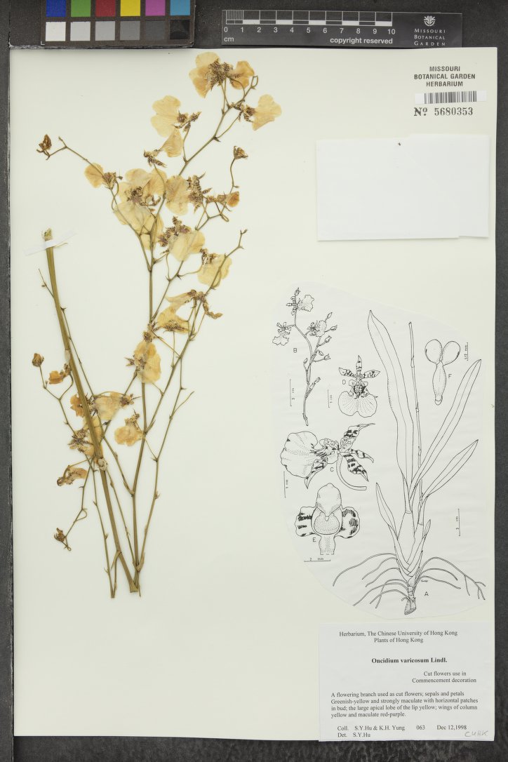 Oncidium Varicosum (Chuva de Ouro)