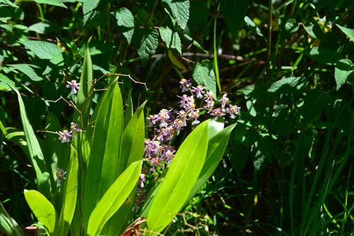 Oncidium Sotoanum (Orquídea Chocolate)