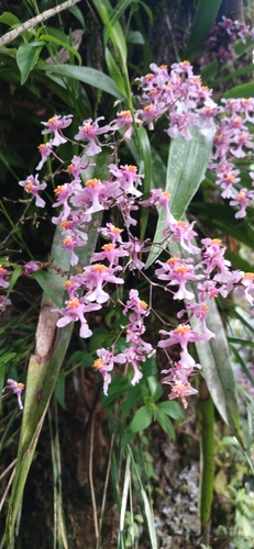 Oncidium Sotoanum (Orquídea Chocolate)