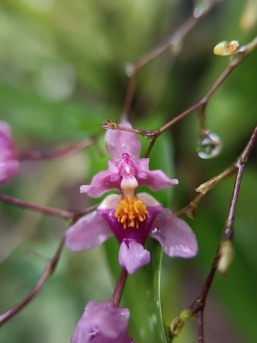 Oncidium Sotoanum (Orquídea Chocolate)