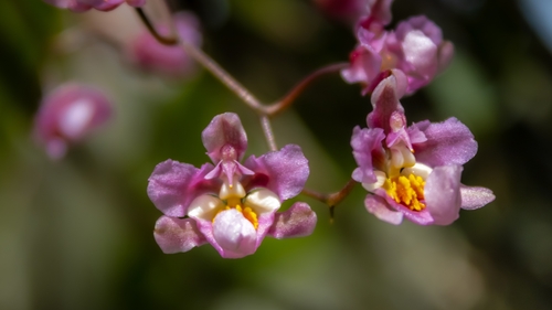 Oncidium Sotoanum (Orquídea Chocolate)