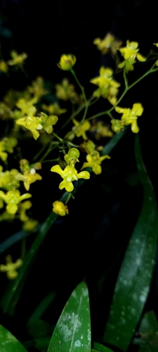 Oncidium Cheirophorum