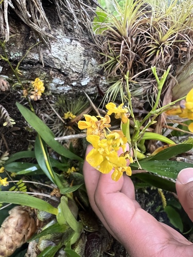 Oncidium Cheirophorum