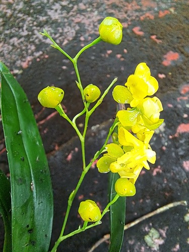 Oncidium Cheirophorum