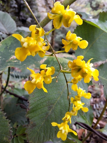 Oncidium Cheirophorum