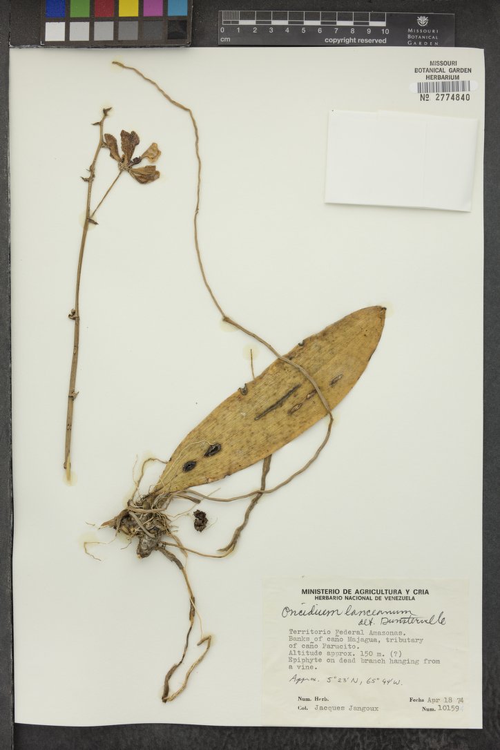 Oncidium Lanceanum