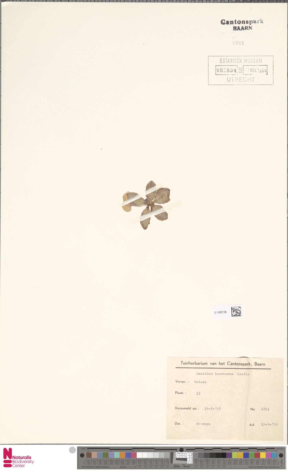 Oncidium Lanceanum