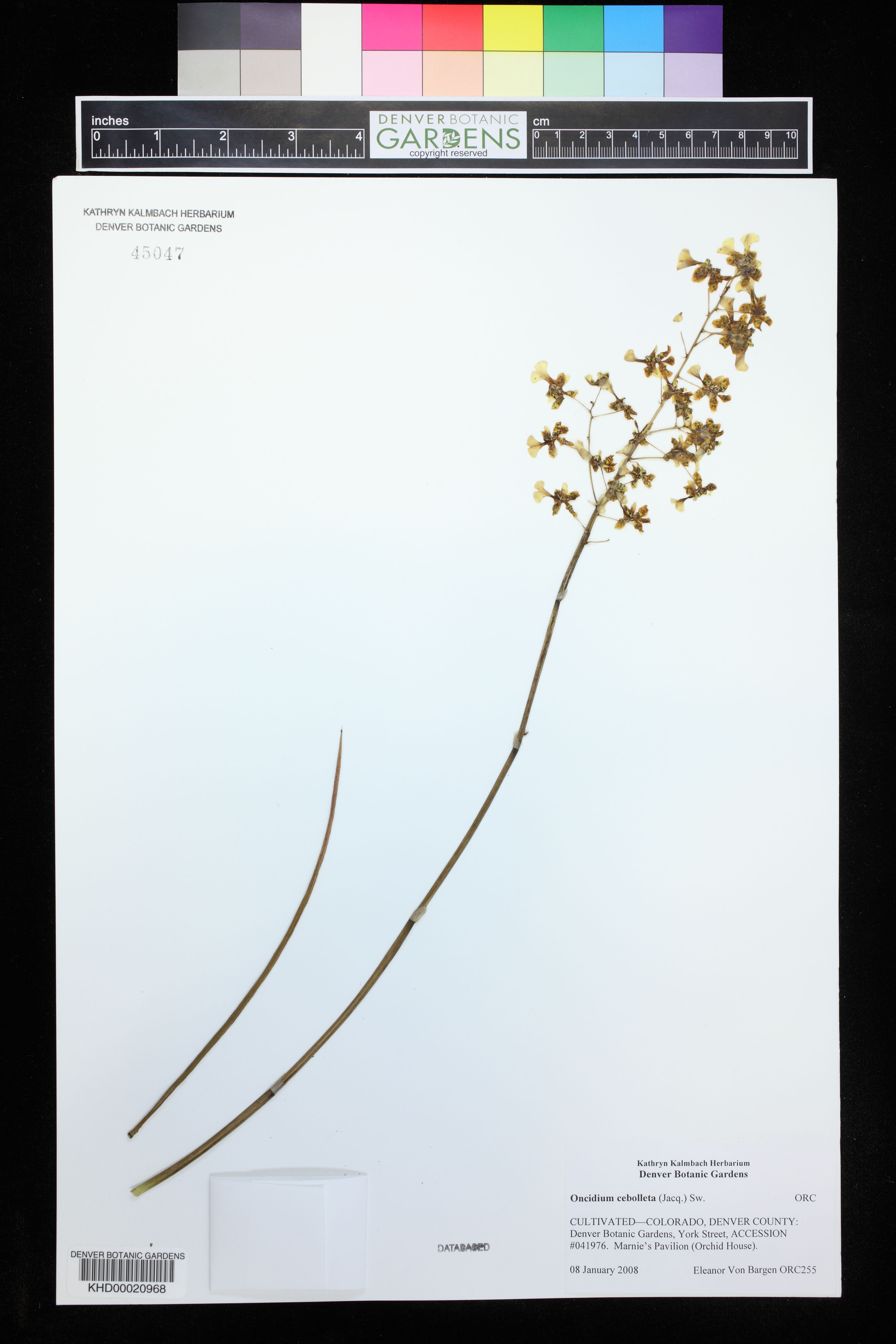 Oncidium Cebolleta