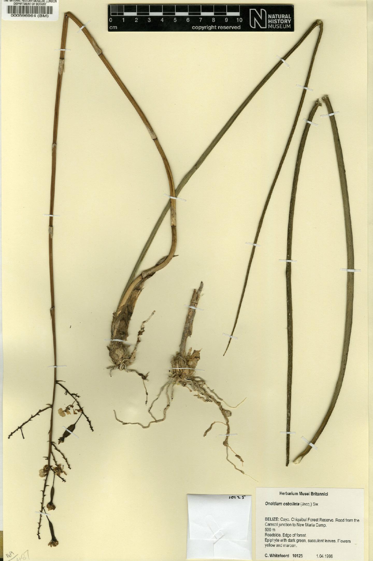 Oncidium Cebolleta