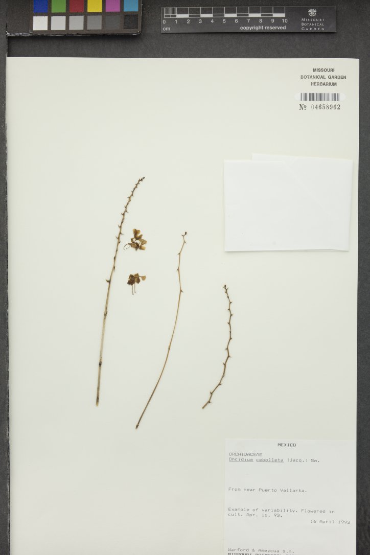 Oncidium Cebolleta