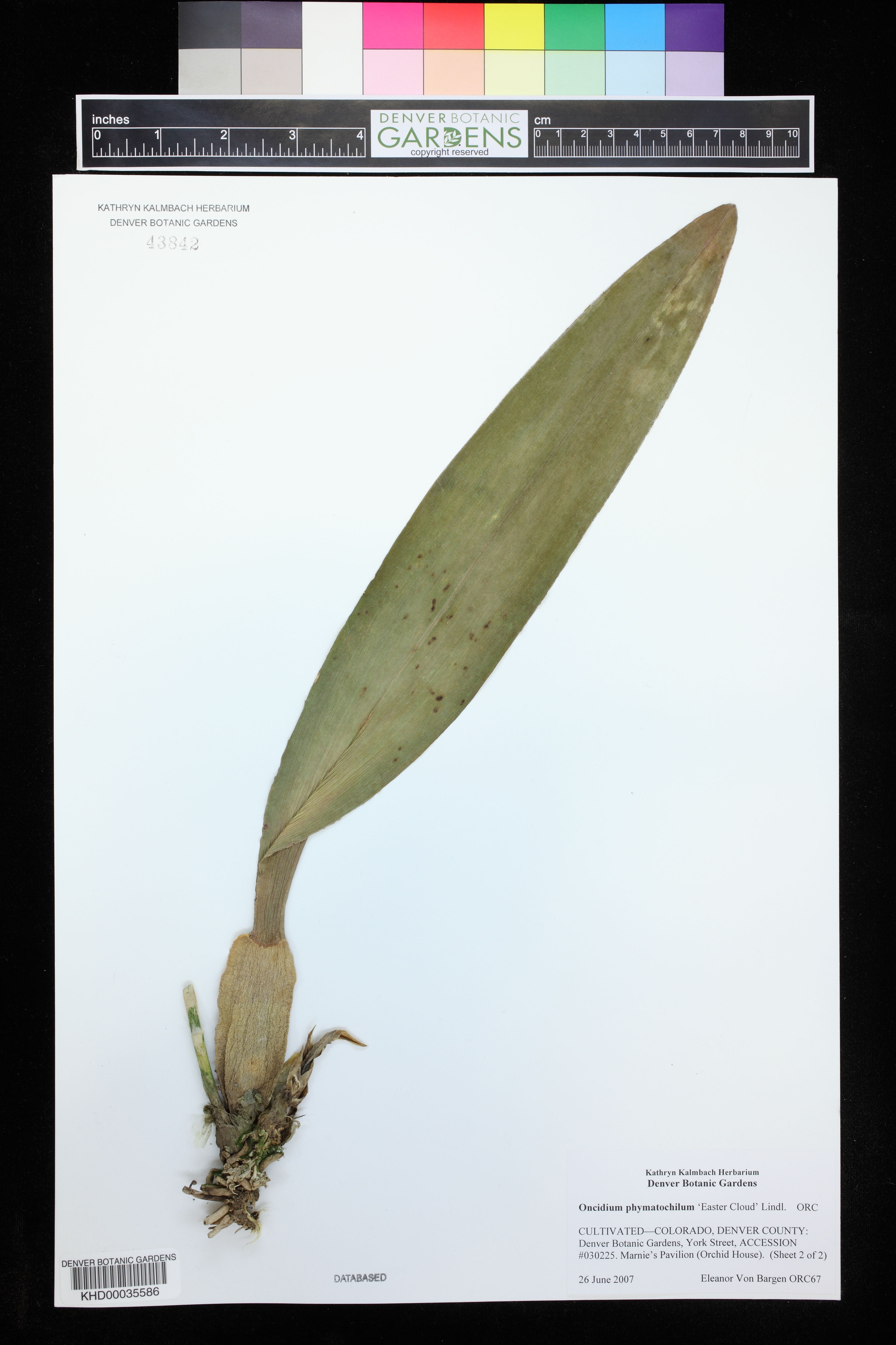 Oncidium Phymatochilum