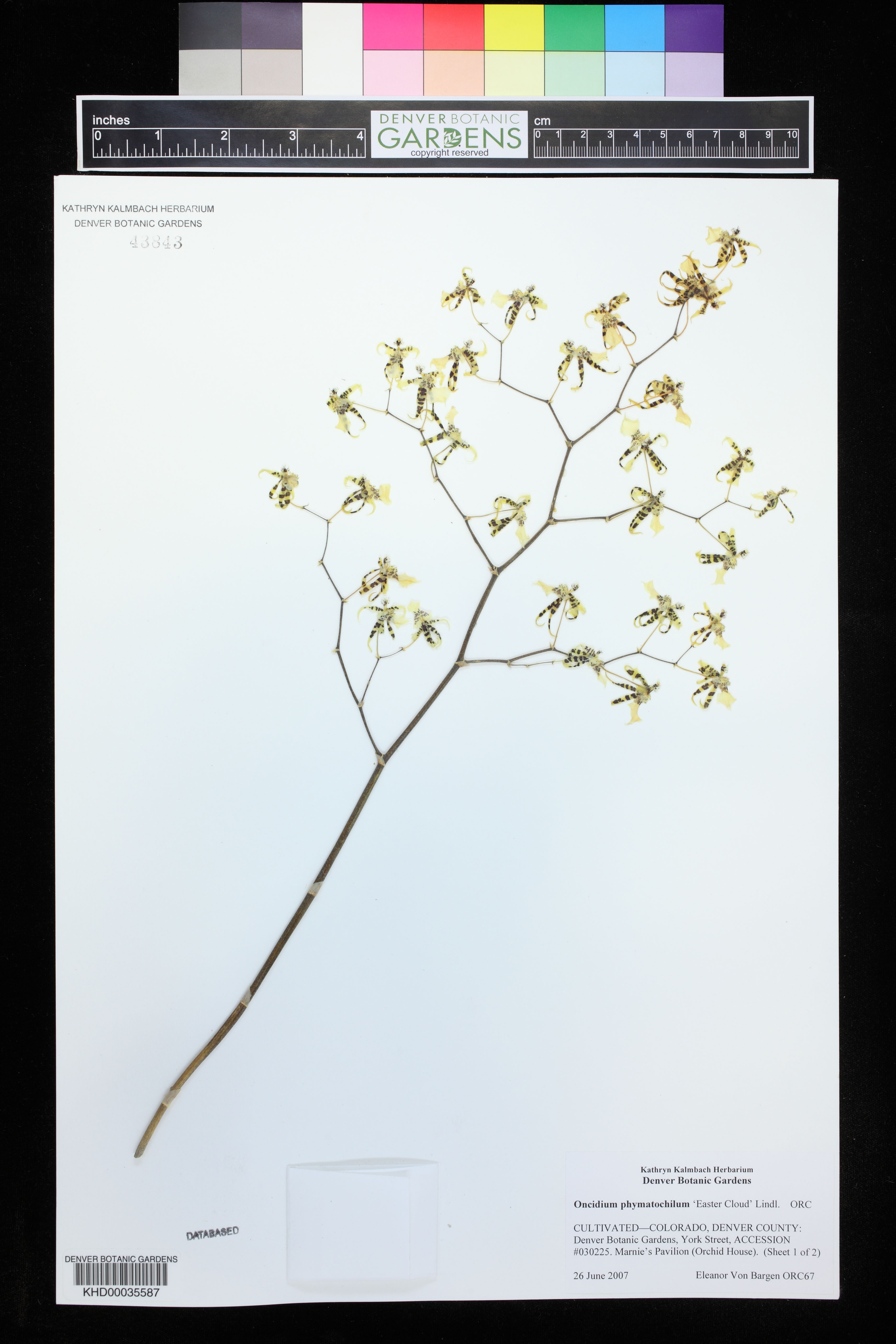 Oncidium Phymatochilum