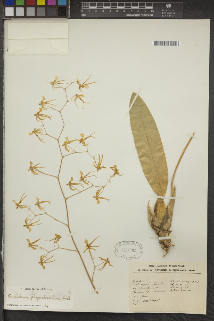 Oncidium Phymatochilum