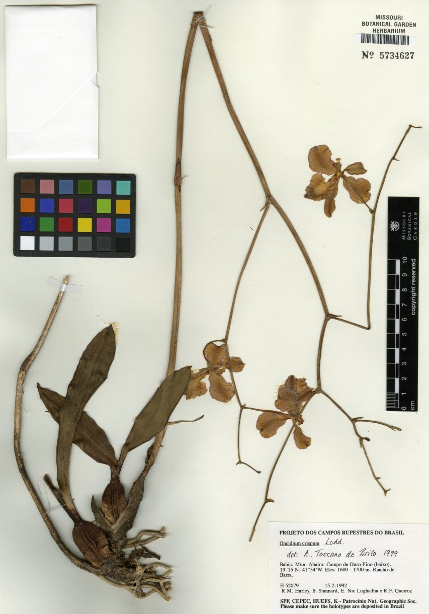Oncidium Crispum