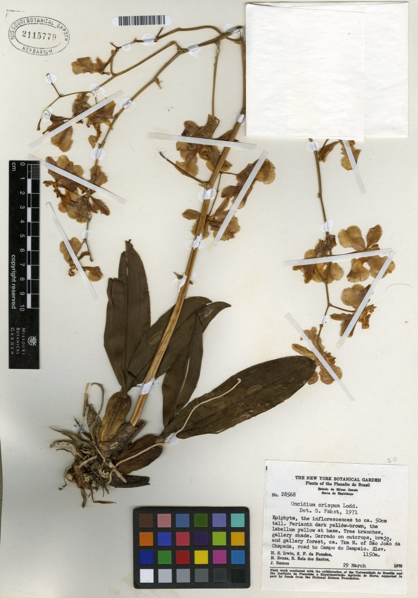Oncidium Crispum