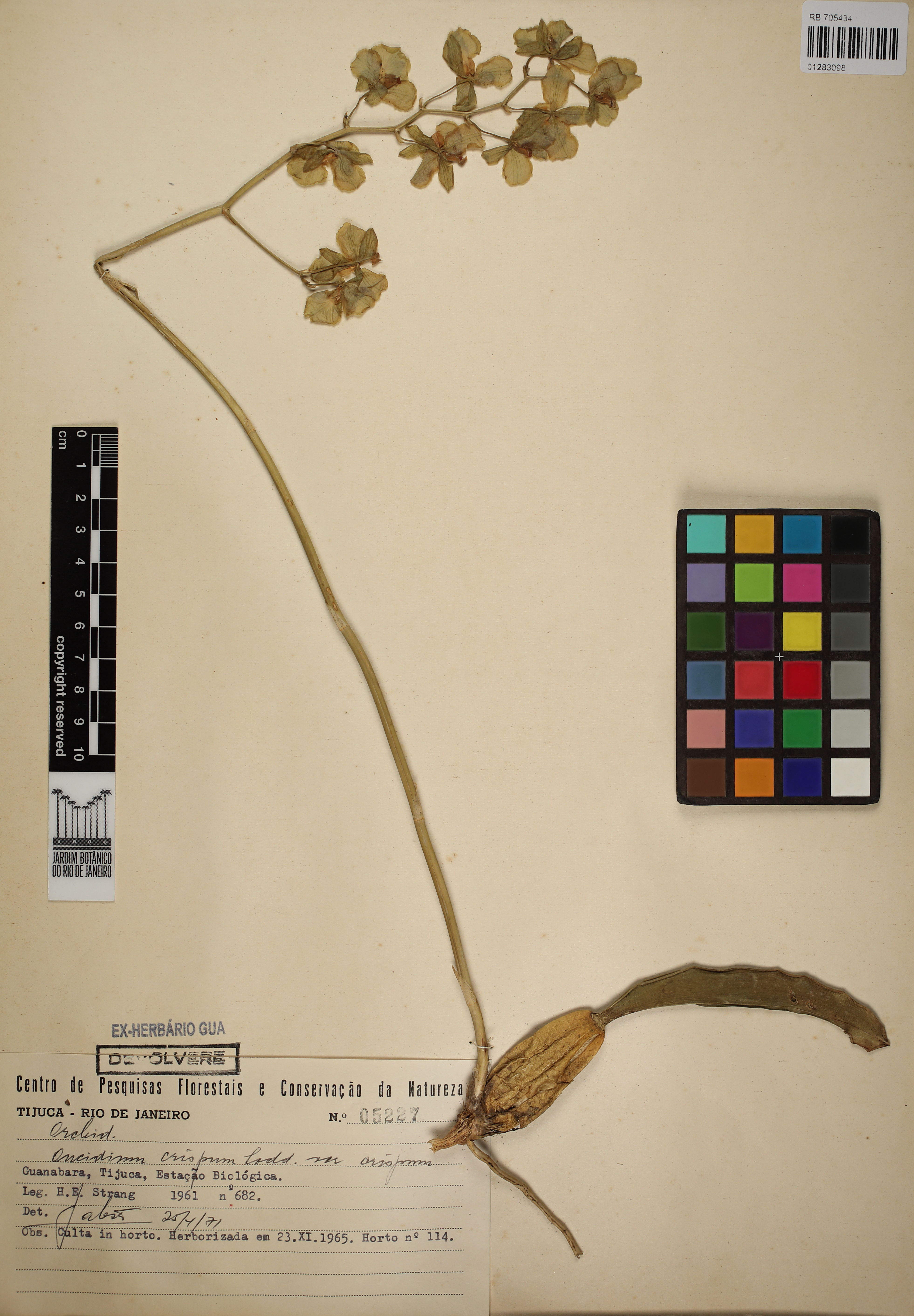 Oncidium Crispum