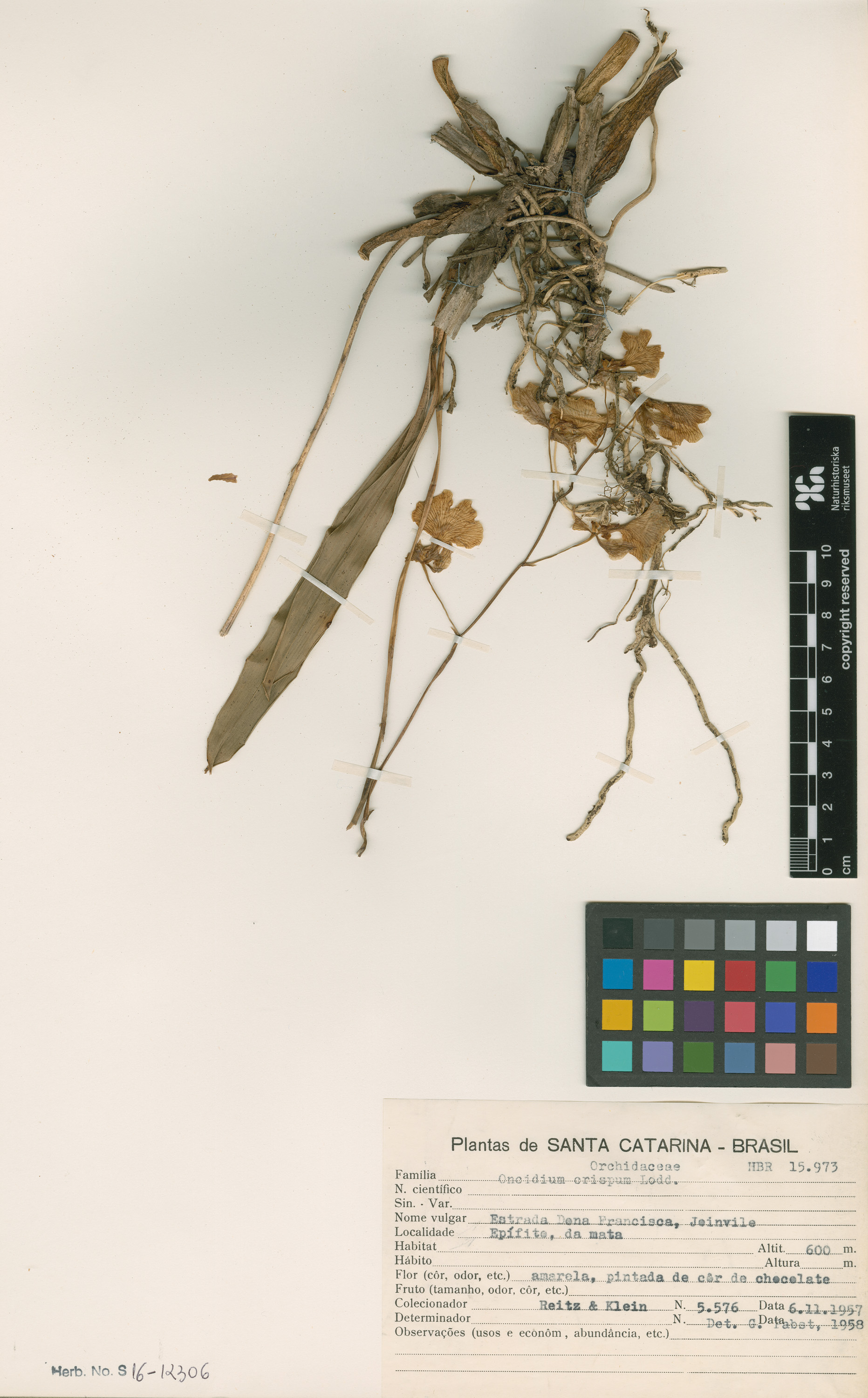 Oncidium Crispum