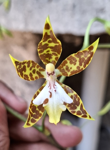 Oncidium Maculatum