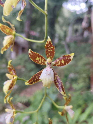Oncidium Maculatum
