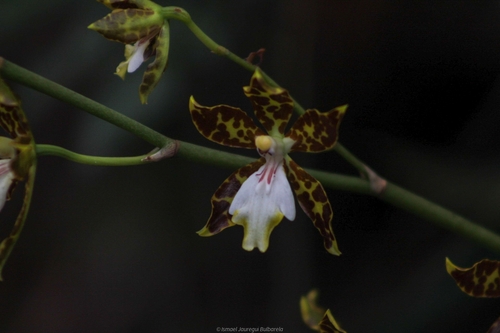 Oncidium Maculatum