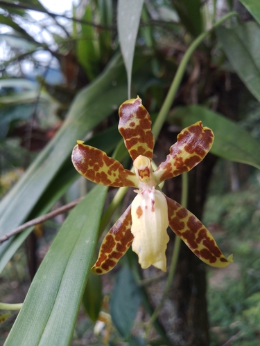 Oncidium Maculatum