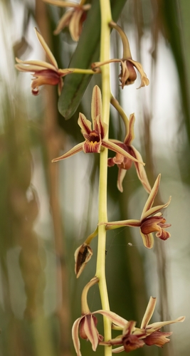 Cymbidium Aloifolium