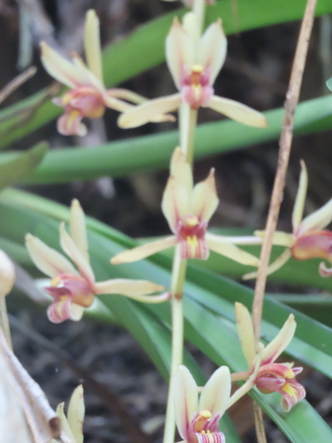 Cymbidium Aloifolium