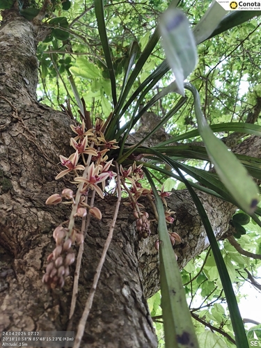 Cymbidium Aloifolium