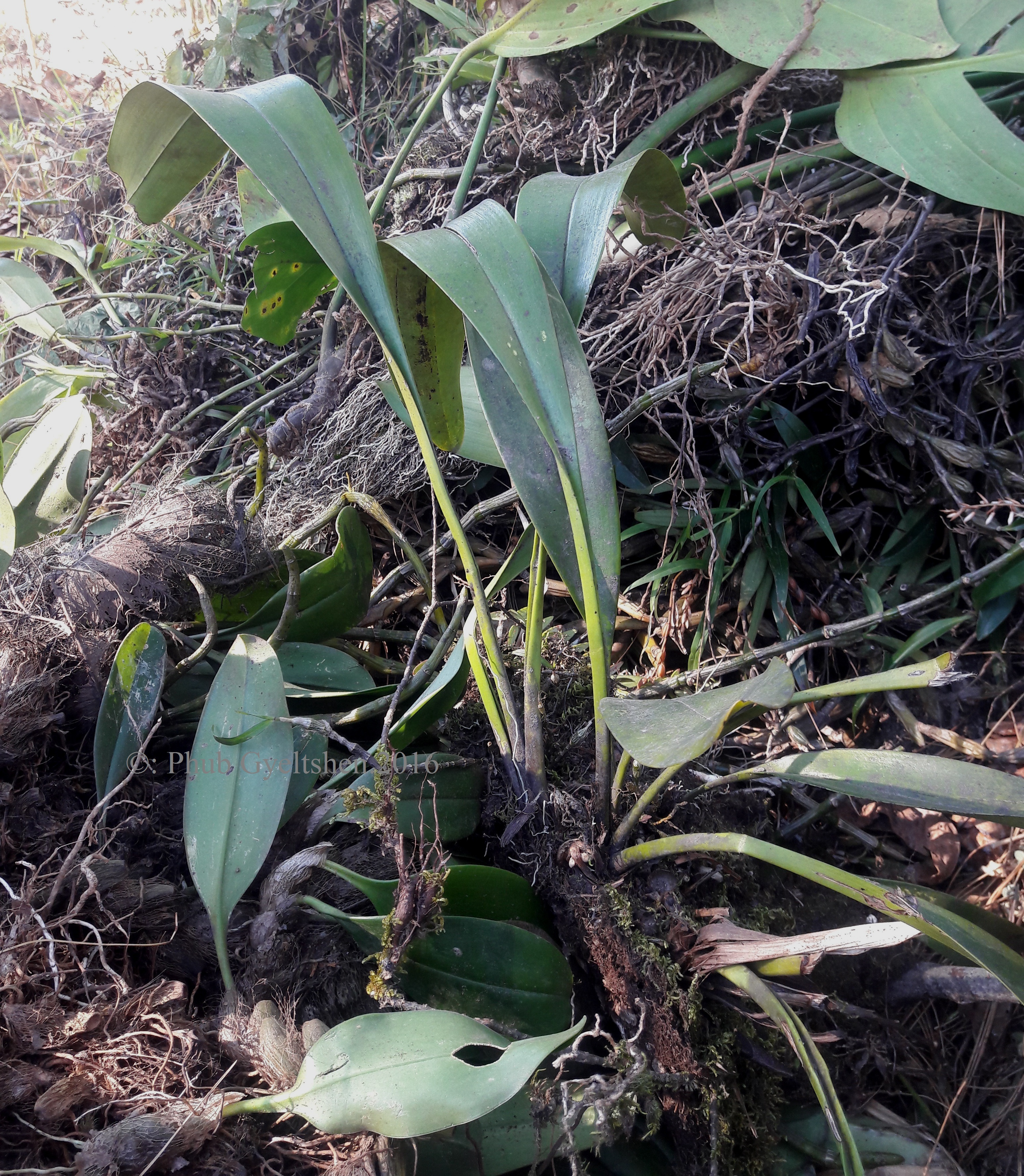 Cymbidium Devonianum