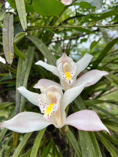 Cymbidium Eburneum