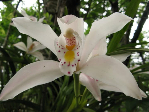 Cymbidium Eburneum