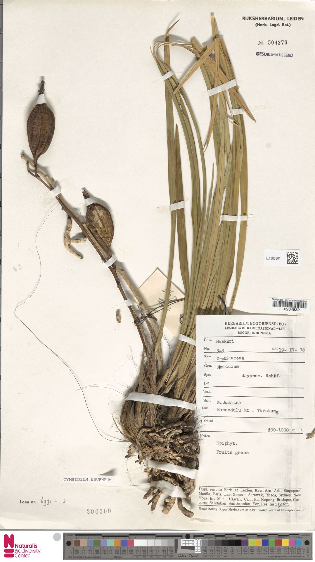 Cymbidium Eburneum