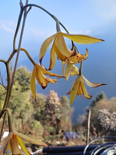 Cymbidium Hookerianum