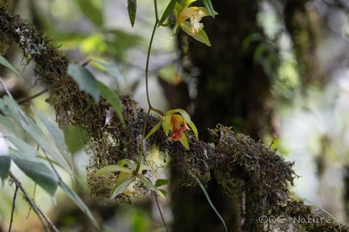 Cymbidium Hookerianum