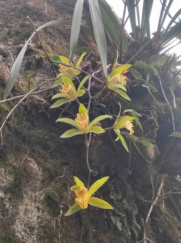Cymbidium Hookerianum