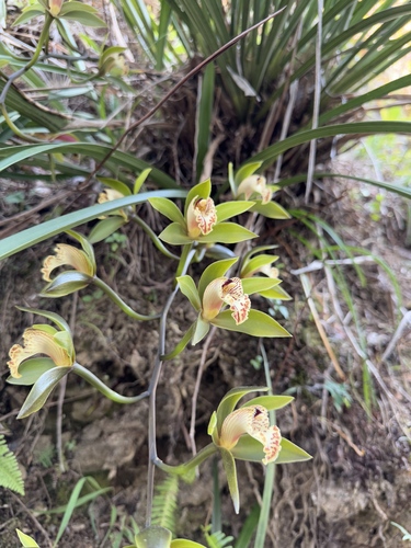 Cymbidium Hookerianum