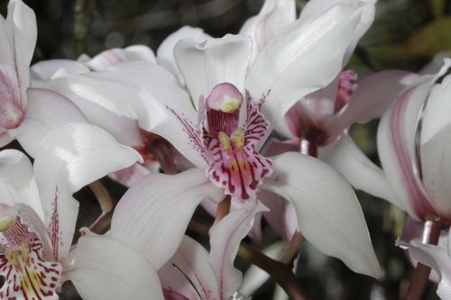 Cymbidium Insigne
